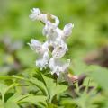 Corydalis bianche
