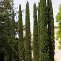 Cipresso comune - Cupressus sempervirens
