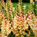 Digitalis arancioni o salmone