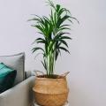 Palma areca - Dypsis