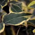 Eleagnus ebbingei - Eleagno