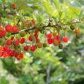 Guomi del Giappone - Eleagnus umbellata