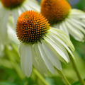 Echinacea bianche