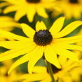 Echinacea gialle