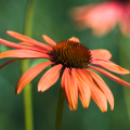Echinacea arancione
