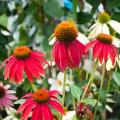 Echinacea rossi