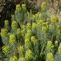 Euphorbia characias - Euforbia cespugliosa