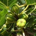 Fichi per climi settentrionali