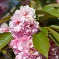 Alberi da frutto ornamentali