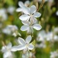 Gauras blanches