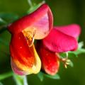 Ginestre a fioritura precoce