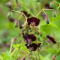 Geranio phaeum