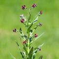 Semi di Cynoglossum - Lingua di cane