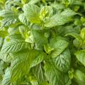 Graines de Menthe