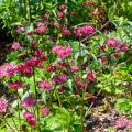 Grandi Astranzie - Astrantia major