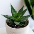 Haworthia