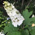 Ortensie resistenti alla siccità