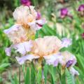 Iris profumati