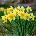 Giunchiglie e narcisi gialli