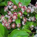 Kalmia