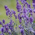 Lavanda vera - Lavandula angustifolia