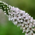 Lysimachia a fiori bianchi