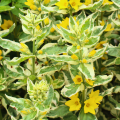 Lysimachia a fogliame decorativo