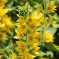 Lysimachia a fiori gialli