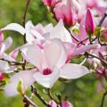 Magnolia soulangeana