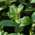 Mentastro verde