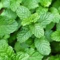 Menta piperita