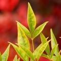 Nandina dorati