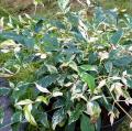 Nandina dal fogliame decorativo