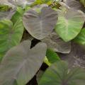 Orecchie d'elefante - Colocasia / Alocasia