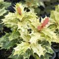 Osmanthus dal fogliame colorato o variegato