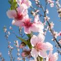 Pesco da fiore - Prunus persica