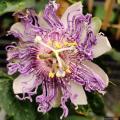 Passiflore - Frutti della passione