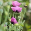 Papaveri rosa e malva