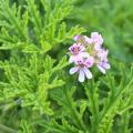 Pelargoni botanici o gerani da collezione