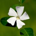 Pervinca bianca