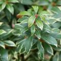 Pieris variegati
