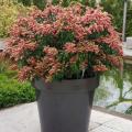 Pieris da vaso