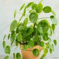 Pilea - Pianta delle monete