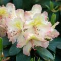Pinkish Lemon - Tendenza giardino 2025