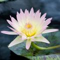 Piante acquatiche