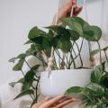 Piante ricadenti da interno