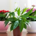 Piante da interno fiorite