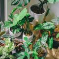 Piante d'appartamento per caratteristiche