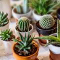 Piante d'appartamento per varietà