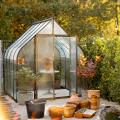 Pianta per giardino d'inverno